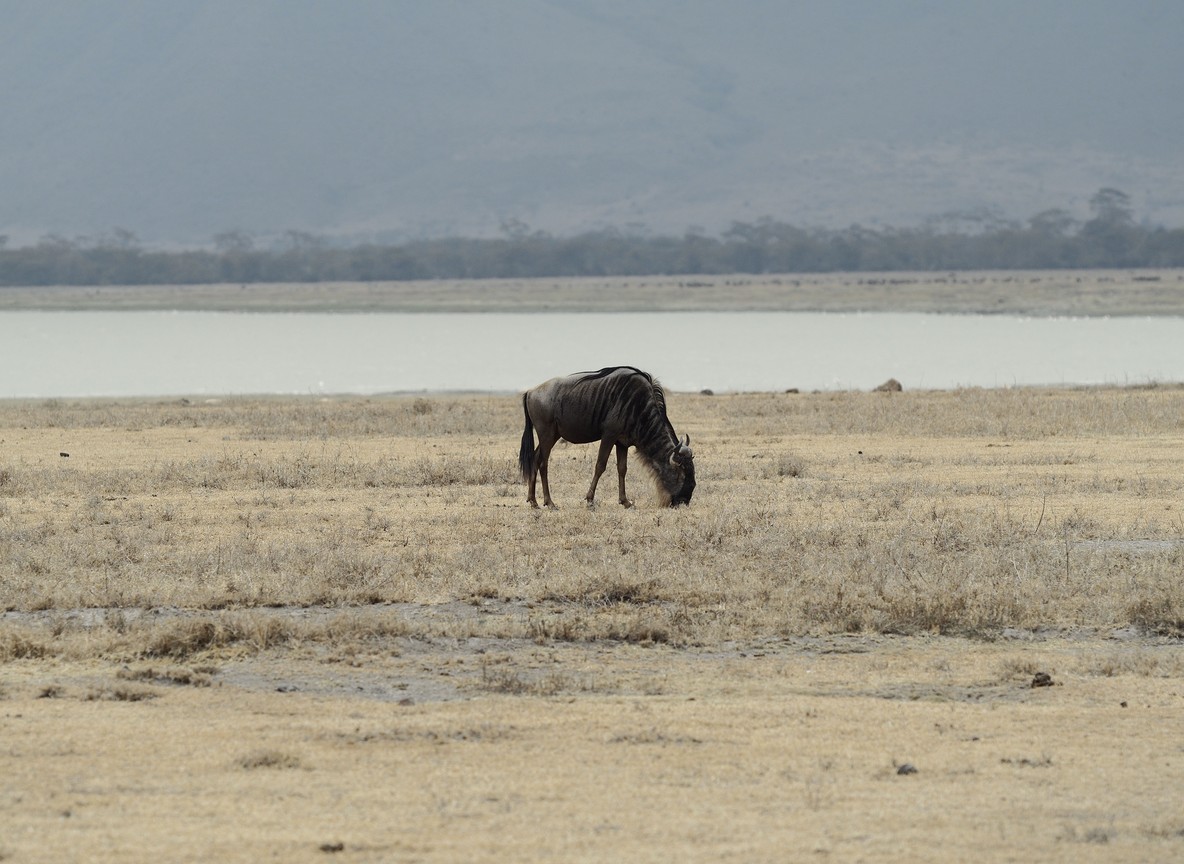 A cheetah walking through short green grass on the open plains of the Mara Triangle during the green season