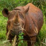 A black rhino grazing near acacia scrub inside a fenced sanctuary, Meru National Park, morning light