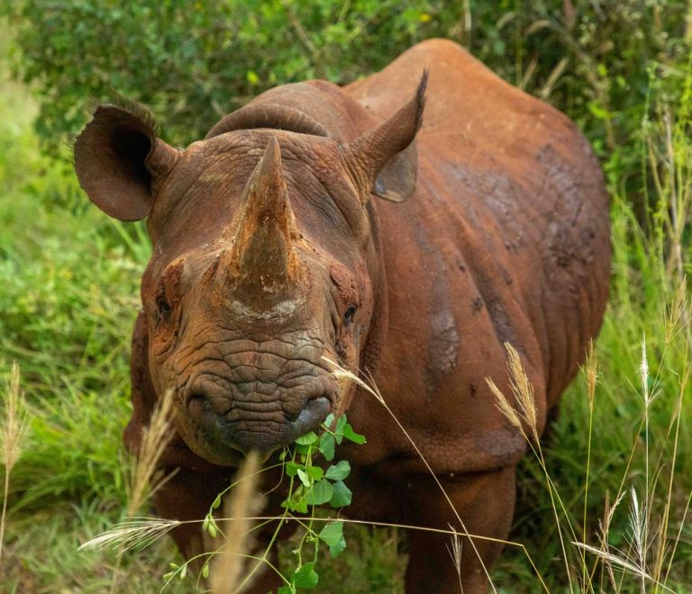 A black rhino grazing near acacia scrub inside a fenced sanctuary, Meru National Park, morning light