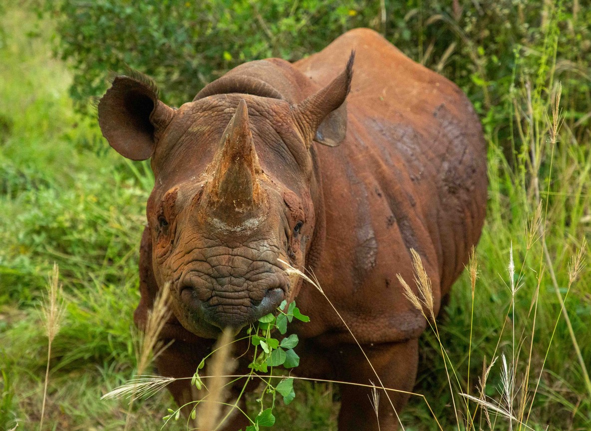 A black rhino grazing near acacia scrub inside a fenced sanctuary, Meru National Park, morning light