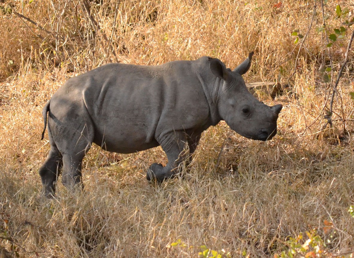 Safari guide and travelers watching a white rhino from a vehicle at a respectful distance, Meru National Park