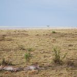 Mobile Migration Camp Vs Permanent Camp Masai Mara