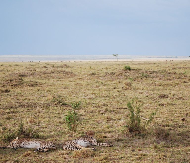 Mobile Migration Camp Vs Permanent Camp Masai Mara