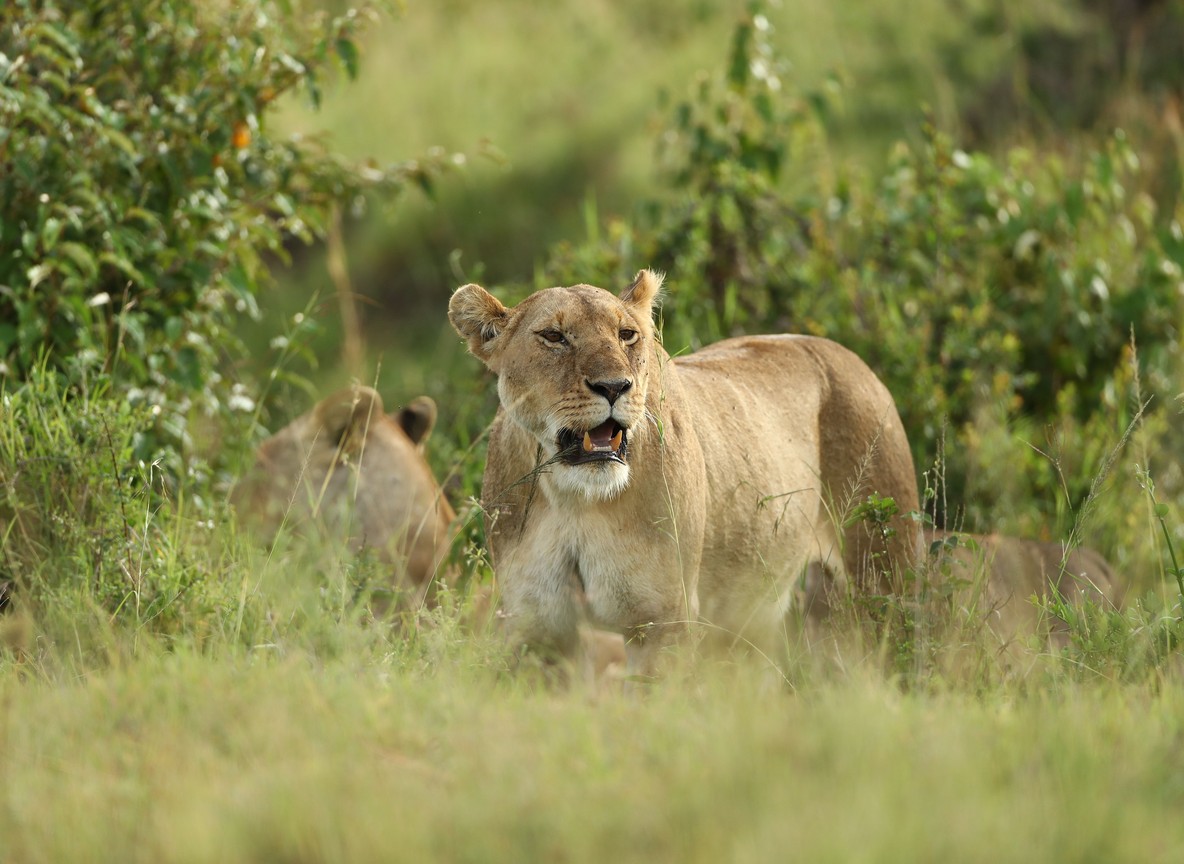 Mount Kenya Safari Club