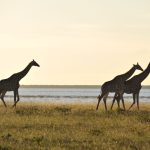 Giraffes silhouetted at golden hour on open Laikipia grassland, the same conservancy terrain bike safari routes cross