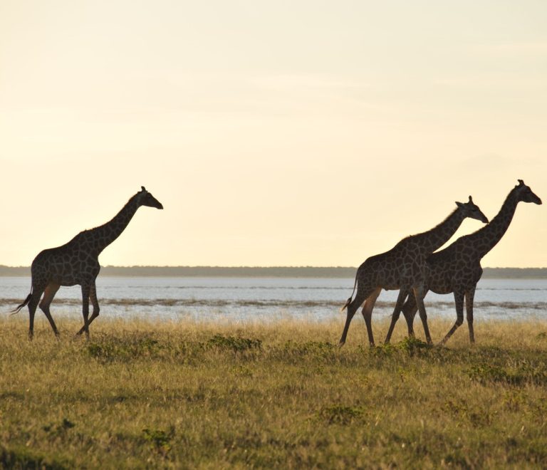 Giraffes silhouetted at golden hour on open Laikipia grassland, the same conservancy terrain bike safari routes cross