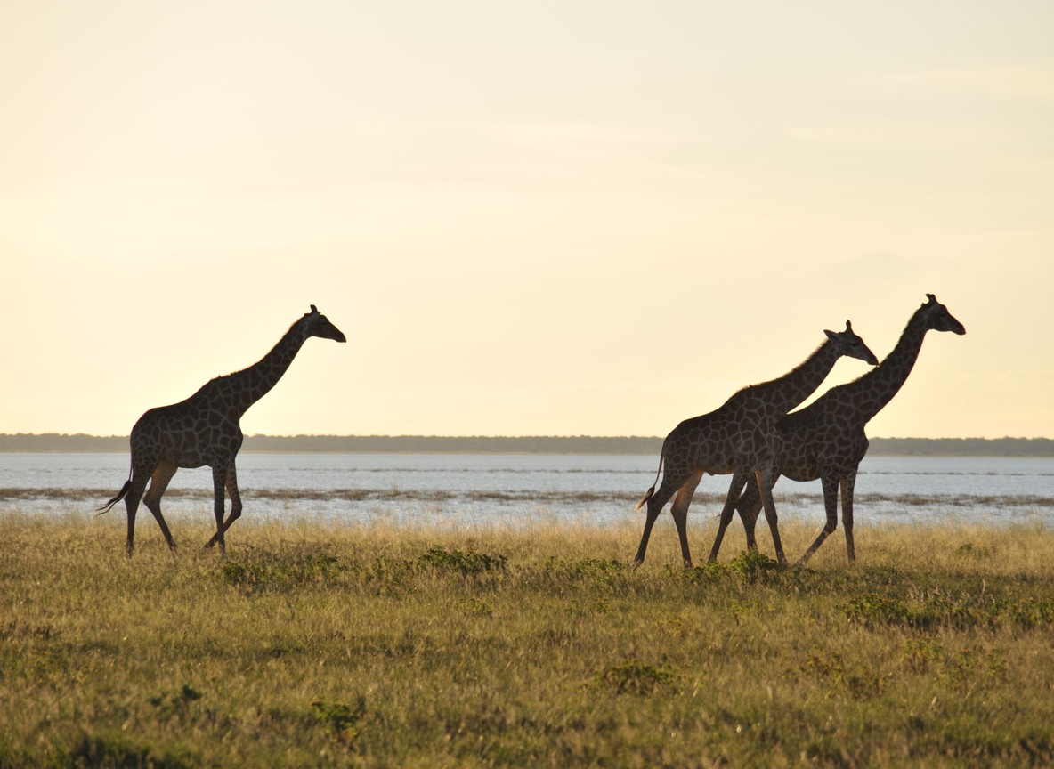 Giraffes silhouetted at golden hour on open Laikipia grassland, the same conservancy terrain bike safari routes cross