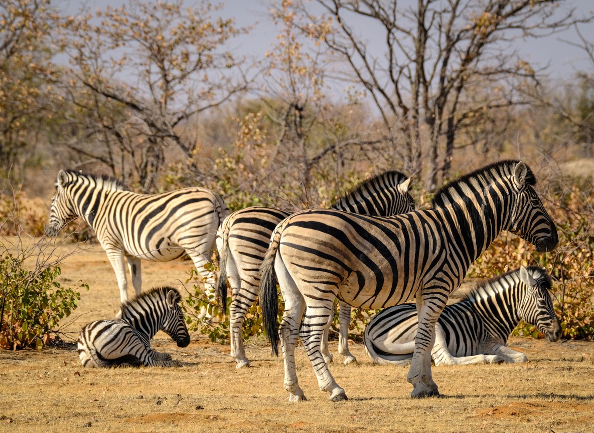 A small herd of plains zebra grazing on open Laikipia grassland, the kind of sighting a bike route watches for