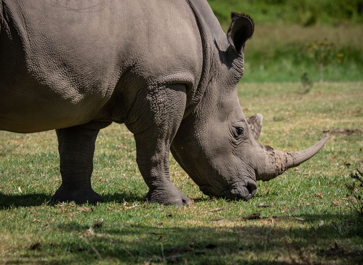 A southern white rhino grazing on open grassland, the kind of encounter routes are planned around at Borana and Lewa
