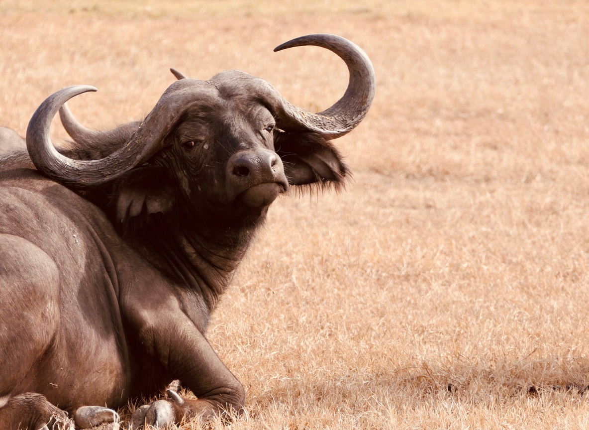 An African buffalo resting in dry grass, one of the species guides check for before setting a day's bike route