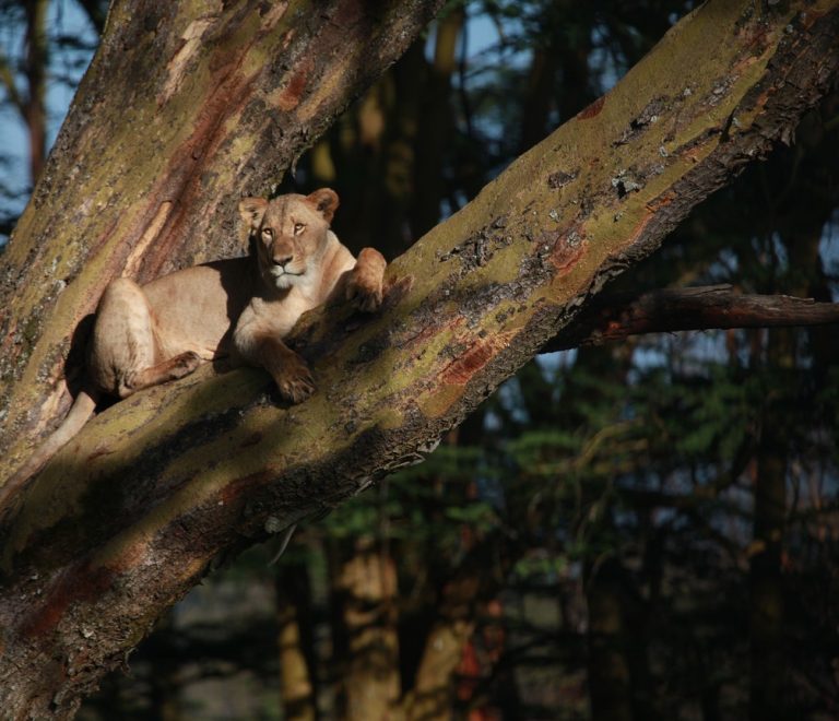 small safari aircraft on a grass airstrip with a 4x4 waiting nearby, golden grassland behind it