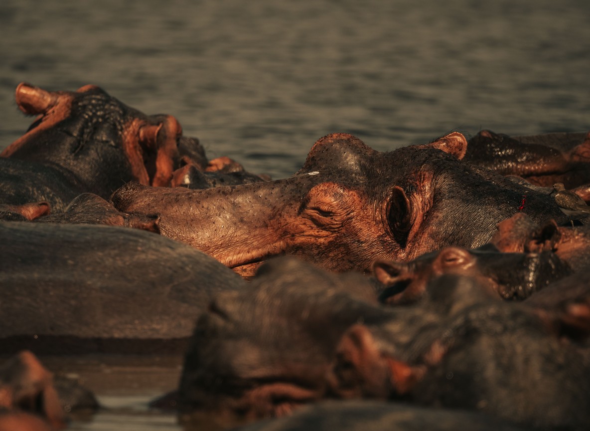 A pod of hippos wallowing in the Victoria Nile near Murchison Falls National Park