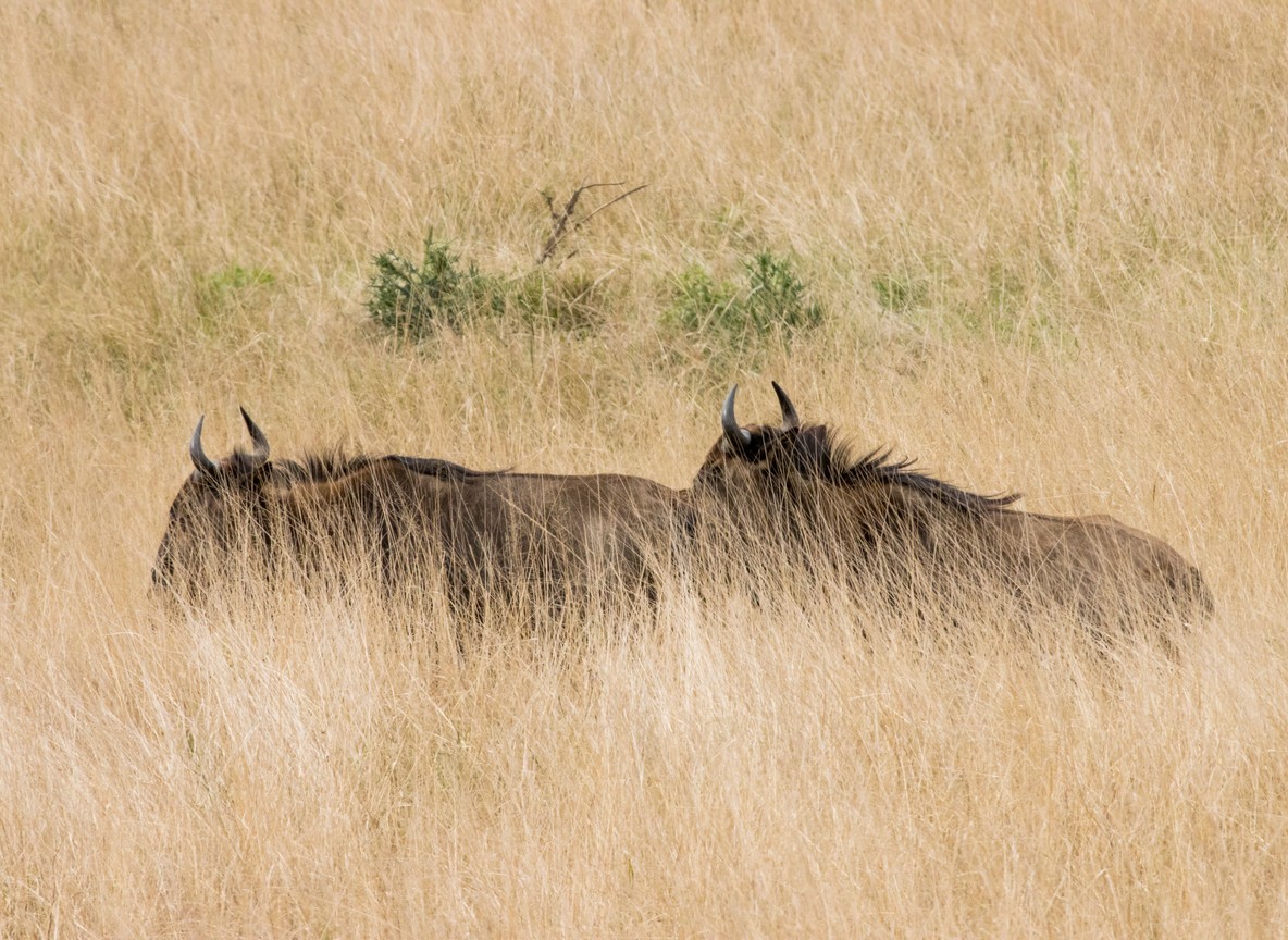 A small group of safari guests following a Maasai guide through tall grass, tracking wildlife footprints in Naboisho Conservancy