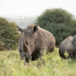 Nairobi Animal Orphanage