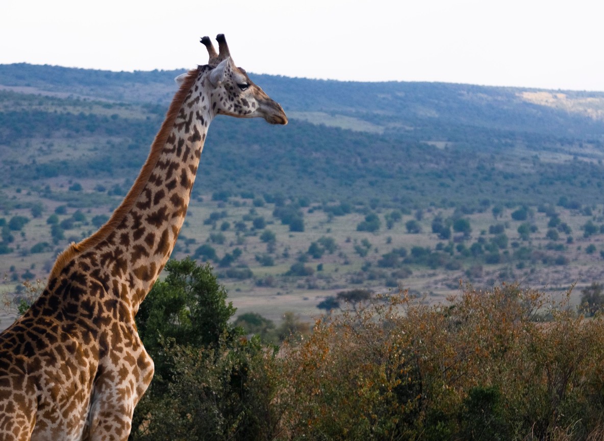 Nairobi Animal Orphanage
