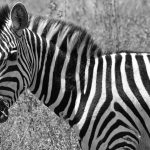 A herd of zebra and wildebeest crossing open grassland on the Athi-Kapiti plains south of Nairobi National Park, with the Nairobi city skyline faintly visible on the horizon