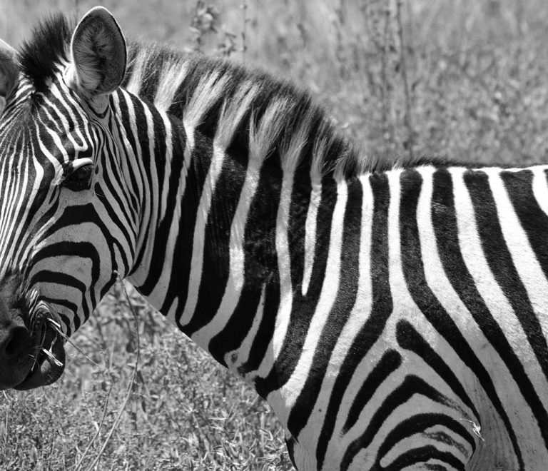 A herd of zebra and wildebeest crossing open grassland on the Athi-Kapiti plains south of Nairobi National Park, with the Nairobi city skyline faintly visible on the horizon