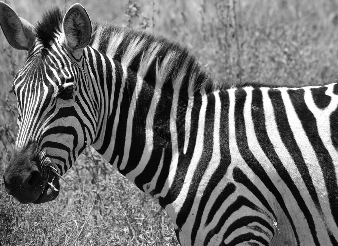 A herd of zebra and wildebeest crossing open grassland on the Athi-Kapiti plains south of Nairobi National Park, with the Nairobi city skyline faintly visible on the horizon