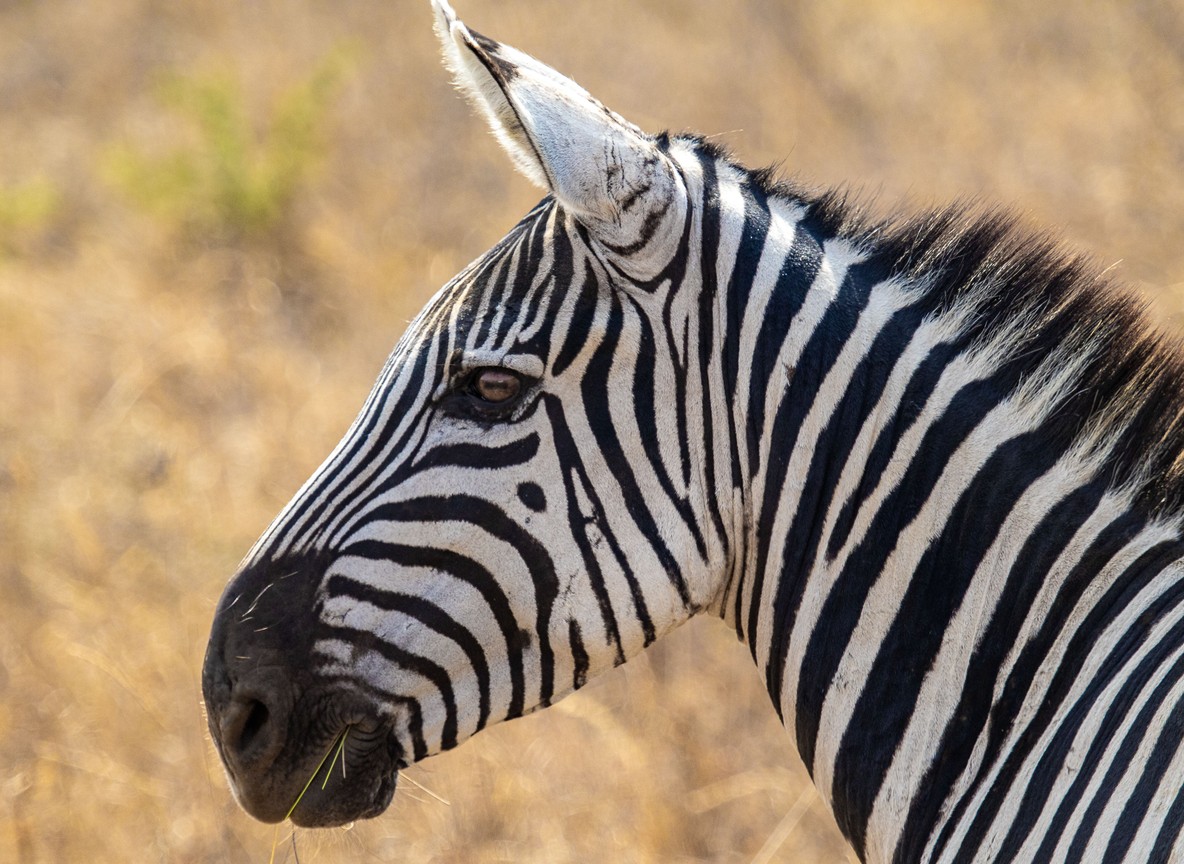 A close view of a wildebeest and zebra herd grazing on open plains with acacia trees, Nairobi National Park's unfenced southern boundary in the distance