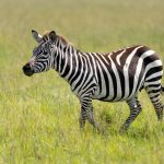Nairobi City Day Vs Skip To Safari Guide