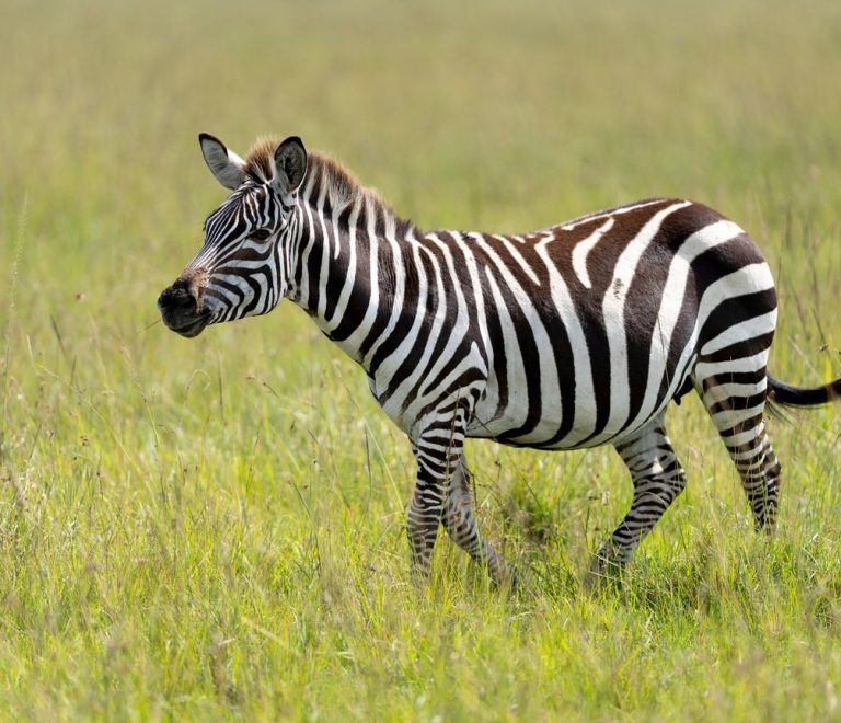 Nairobi City Day Vs Skip To Safari Guide