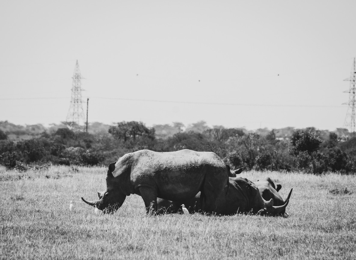 A black rhino grazing in open grassland at Nairobi National Park with the city skyline faintly visible in the background