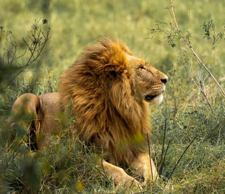 Nairobi Masai Mara Narok Road Vs Mai Mahiu Road