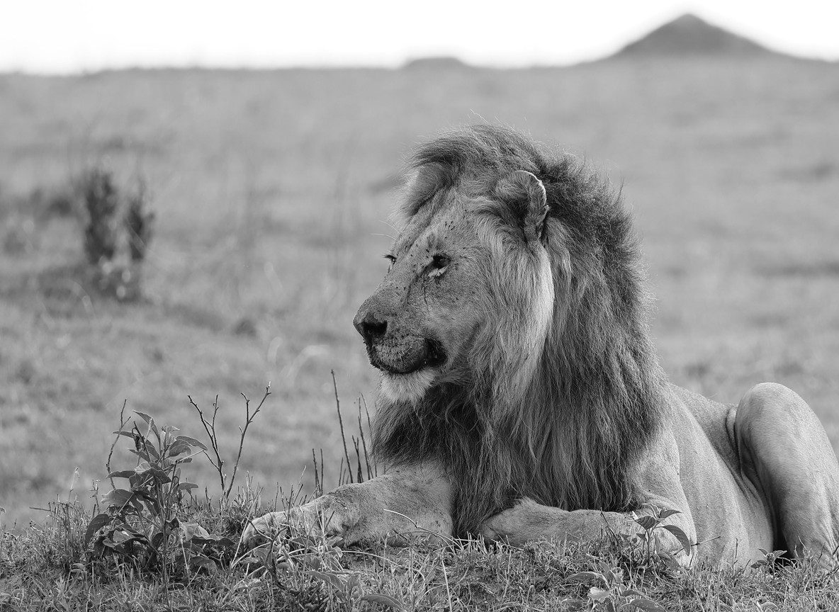 Nairobi Masai Mara Narok Road Vs Mai Mahiu Road