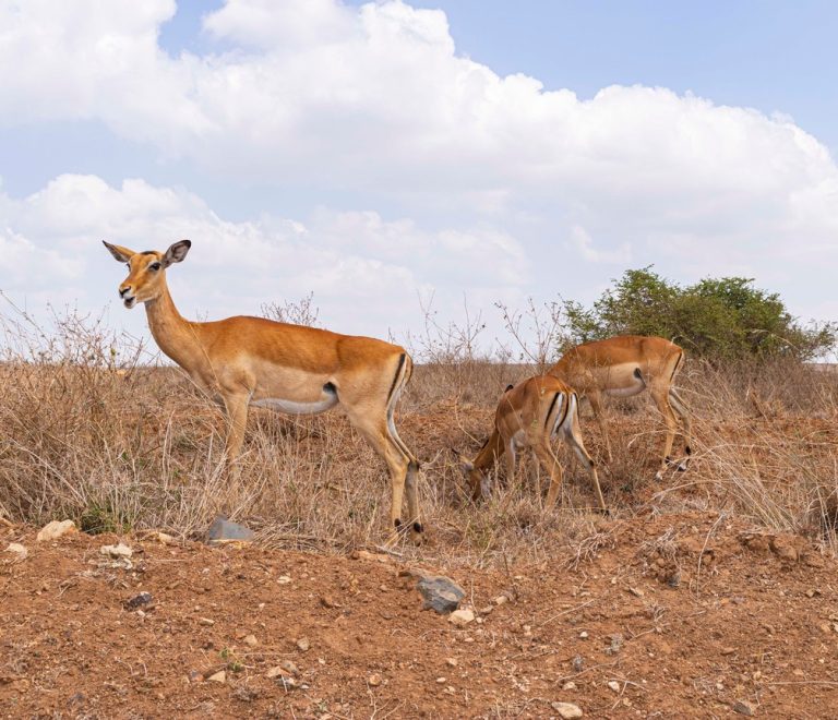 Aerial view of Nairobi National Park's acacia plains with the Nairobi city skyline rising directly behind the park boundary