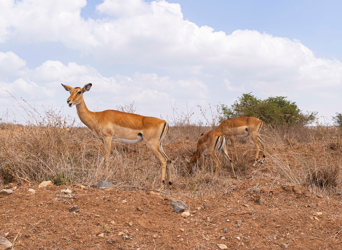 Aerial view of Nairobi National Park's acacia plains with the Nairobi city skyline rising directly behind the park boundary