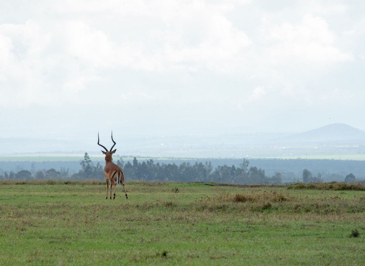 Indigenous acacia and croton trees along a cleared boundary line at Nairobi National Park with construction fencing visible in the middle distance