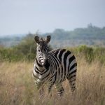 Nairobi National Park