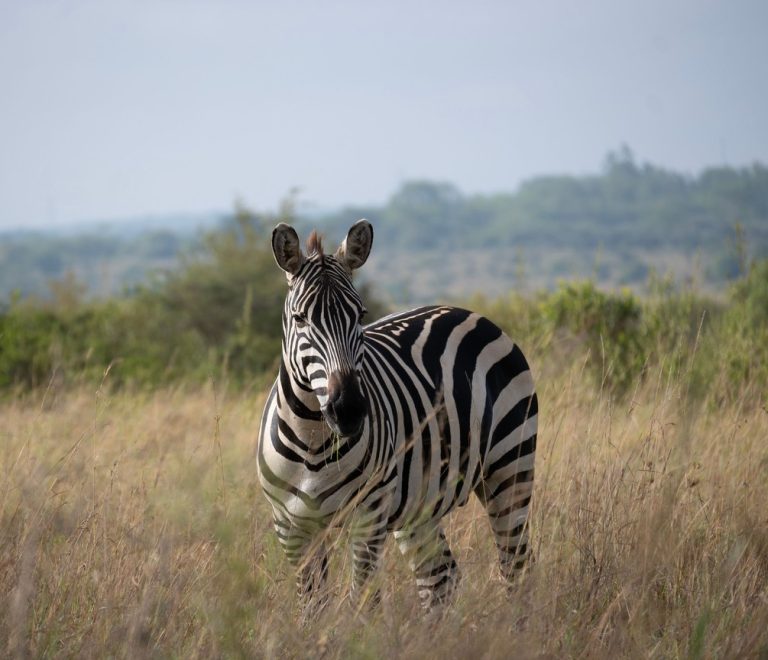 Nairobi National Park
