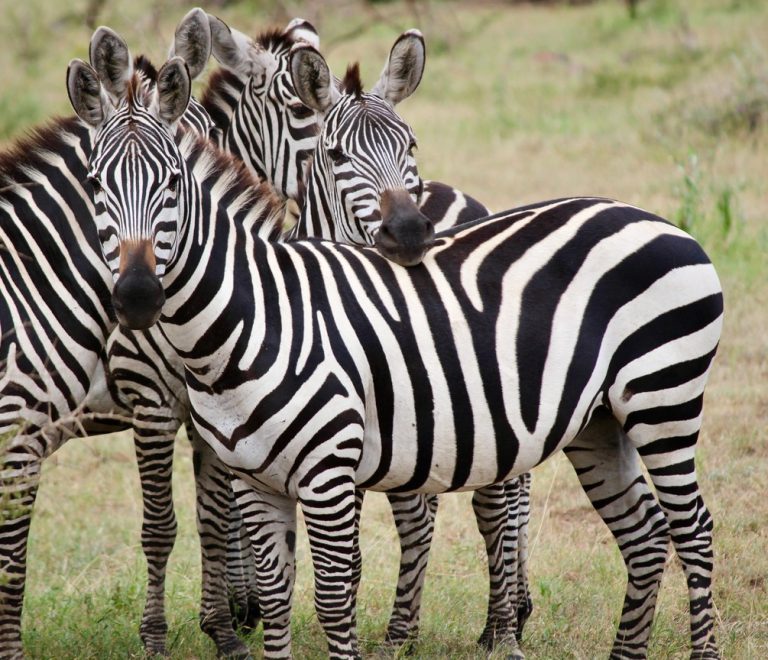 Nairobi Safari Day Trips