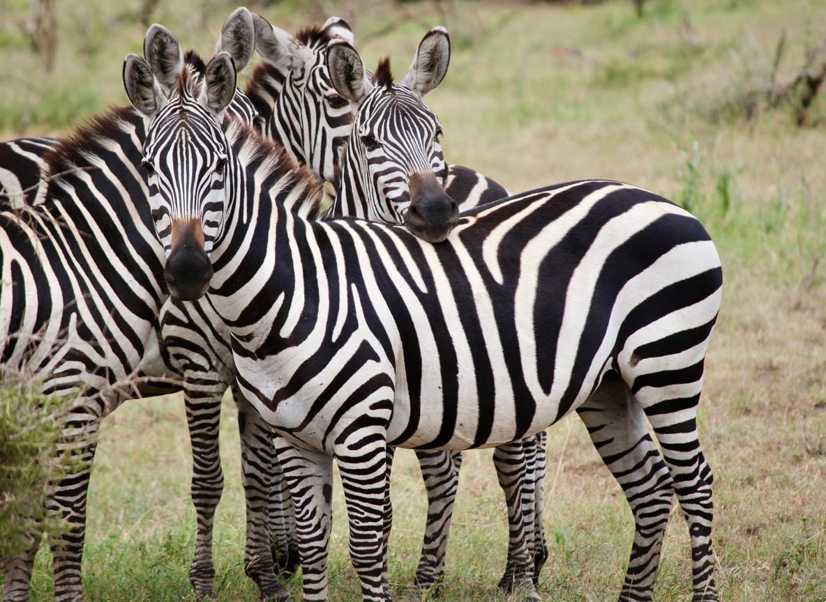 Nairobi Safari Day Trips
