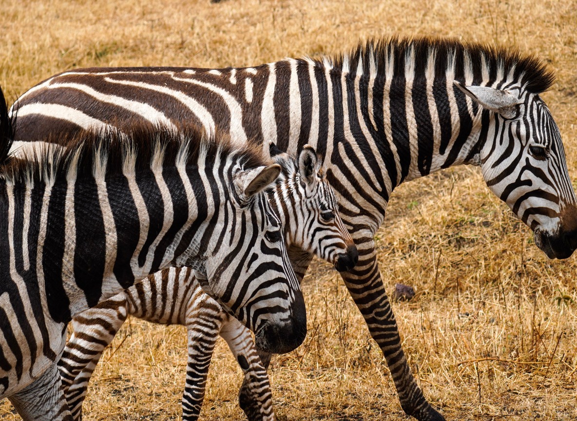 Nairobi Safari Day Trips