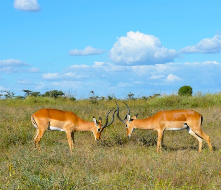 Nairobi To Amboseli By Air Guide