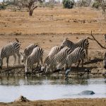 Zebras and an elephant drinking at a waterhole in open savanna, Amboseli ecosystem, Kenya
