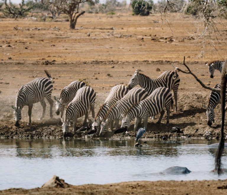 Zebras and an elephant drinking at a waterhole in open savanna, Amboseli ecosystem, Kenya