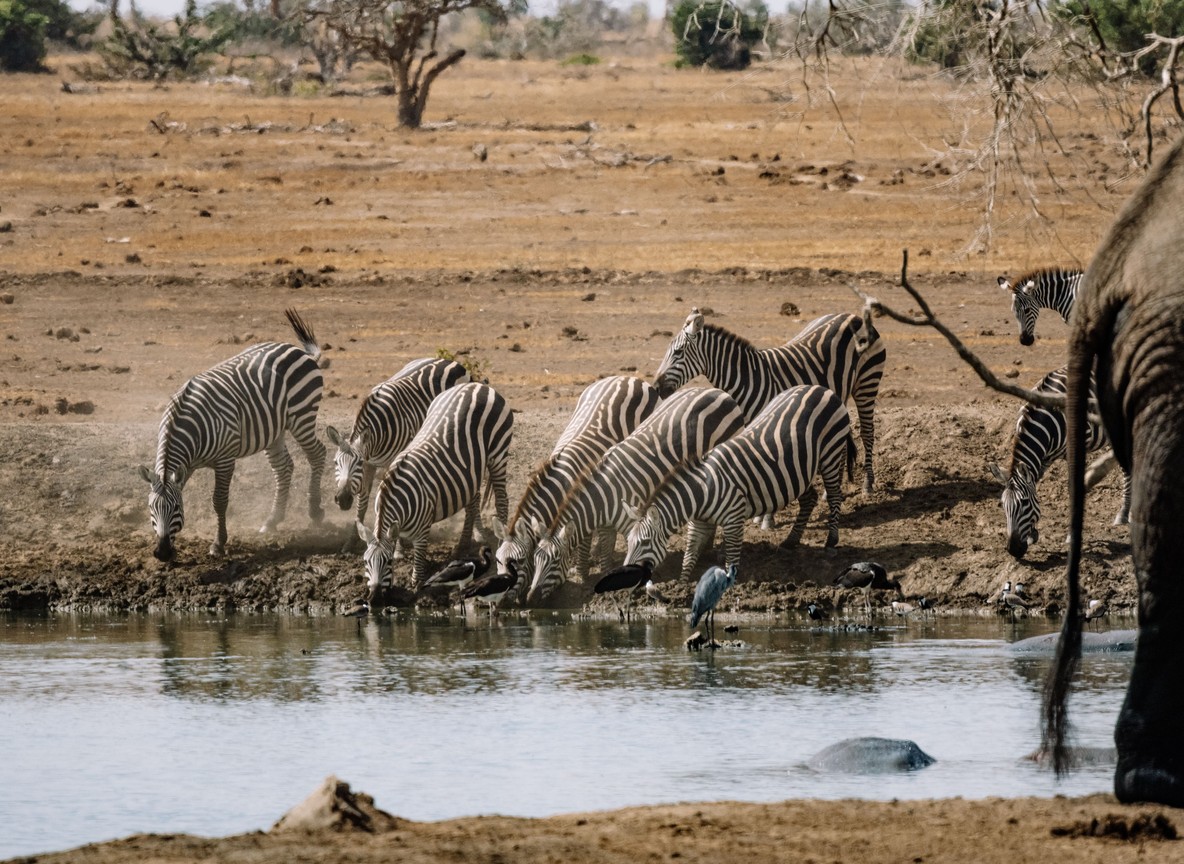 Zebras and an elephant drinking at a waterhole in open savanna, Amboseli ecosystem, Kenya