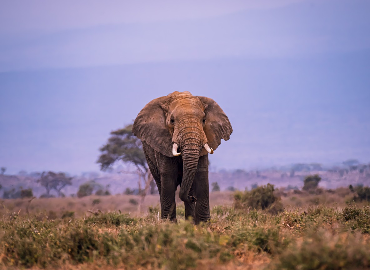 Bull elephant with visible tusks walking across open savanna grassland, Amboseli ecosystem, Kenya