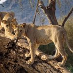 Namunyak Conservancy Safari Guide Culture Conservation And Mathews Range Routes