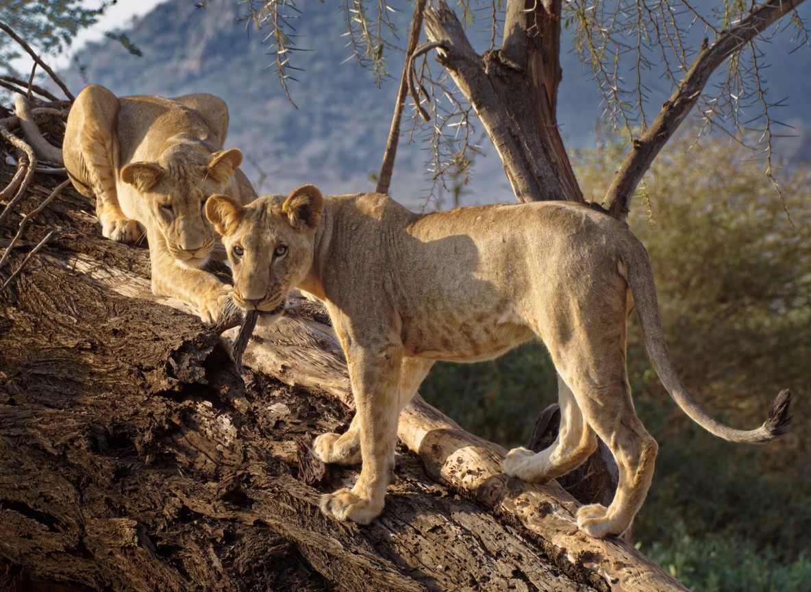 Namunyak Conservancy Safari Guide Culture Conservation And Mathews Range Routes