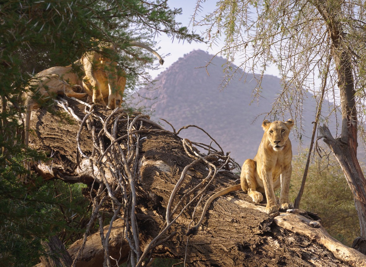 Namunyak Conservancy Safari Guide Culture Conservation And Mathews Range Routes