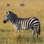 Naserian Mara Camp Lemek Wildlife Conservancy Maasai Mara
