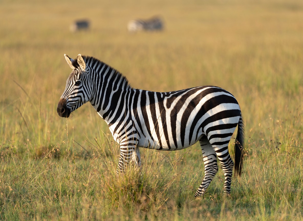 Naserian Mara Camp Lemek Wildlife Conservancy Maasai Mara