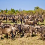 Neptune Mara Rianta Luxury Camp Mara North Conservancy Maasai Mara