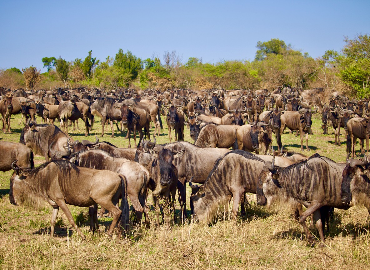 Neptune Mara Rianta Luxury Camp Mara North Conservancy Maasai Mara