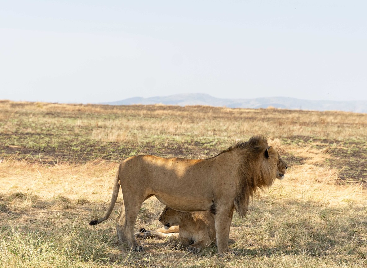Neptune Mara Rianta Luxury Camp Mara North Conservancy Maasai Mara