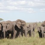 A herd of elephants including several calves grazing on the open Amboseli plains